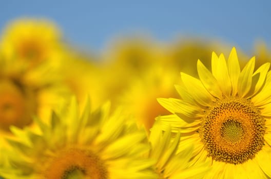 Beautiful sunflowers of Tuscany in Italy against blue sky