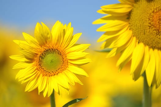 Beautiful sunflowers of Tuscany in Italy against blue sky