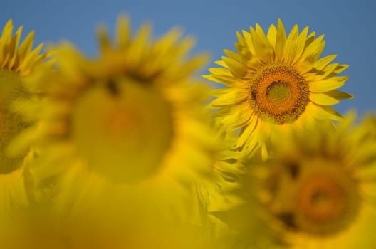 Beautiful sunflowers of Tuscany in Italy against blue sky