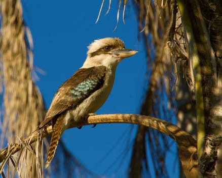 A kookaburra sitting on the branch of an old palm tree.