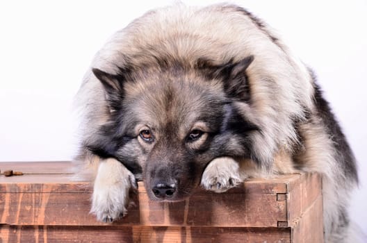 Dog on wood chest in the photo studio