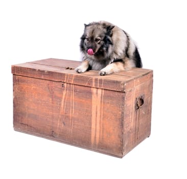 Dog on wood chest in the photo studio