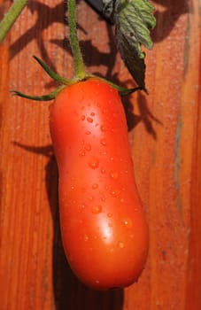 Tomato