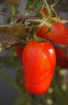 Tomato