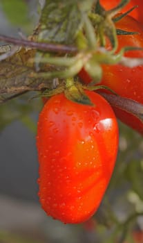 Tomato