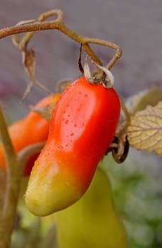 Tomato
