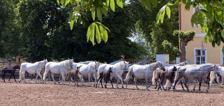 return to stable white horses and foals from grassland