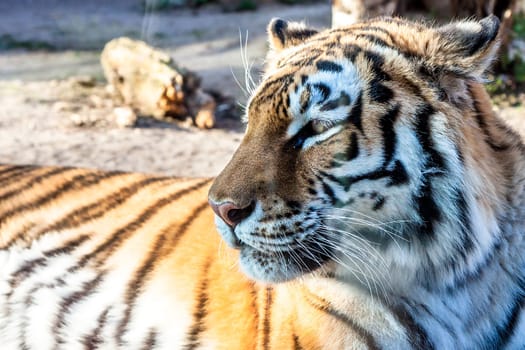 tiger