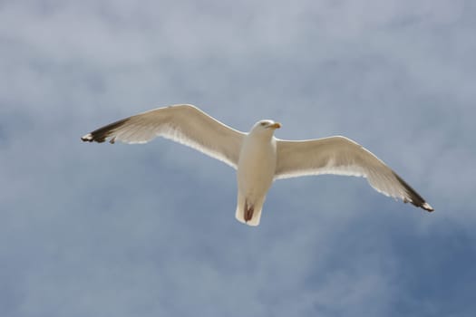 Close-up of a flying herring gull with blue sky in the background