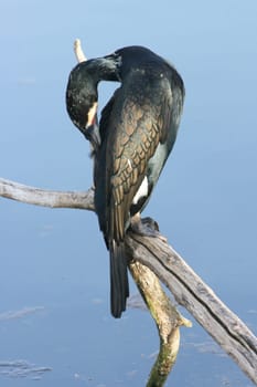 ein schöner, wildlebender Kormoran bei der Gefiederpflege