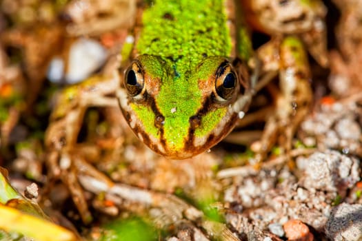 Pond frog - Pelophylax esculentus - in a macro image