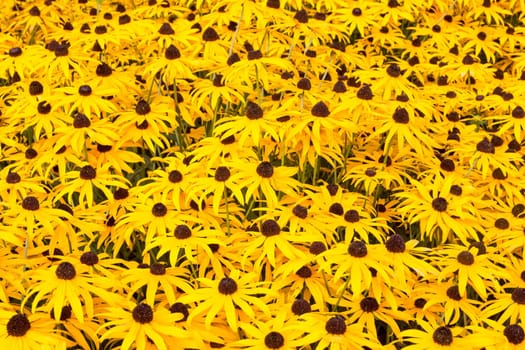 Sunny field with yellow flowering black eyed susan plants
