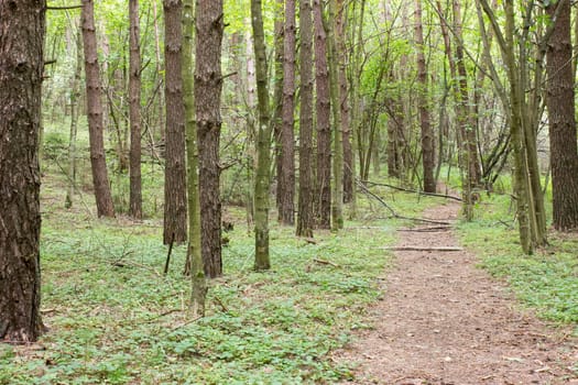 Pathway through the green  forest in a summer day