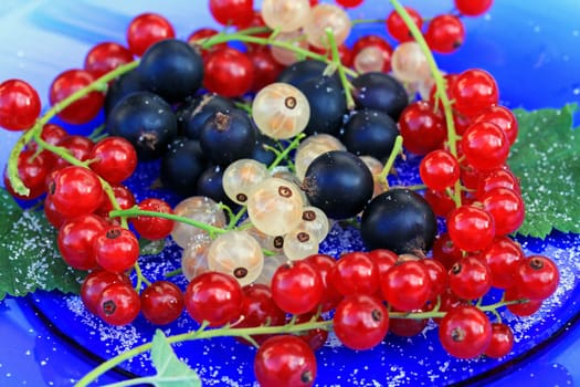 Currants and Josta