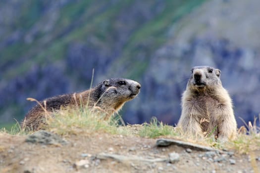 Alpine marmots