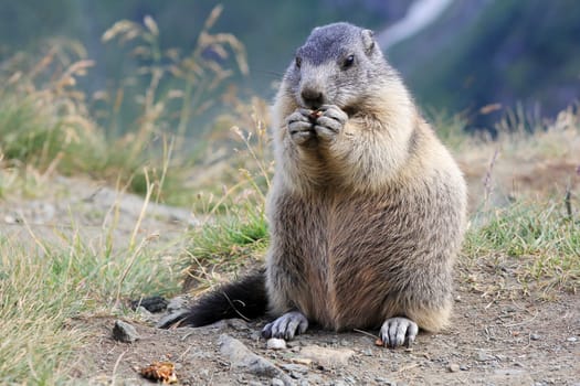 Alpine marmot