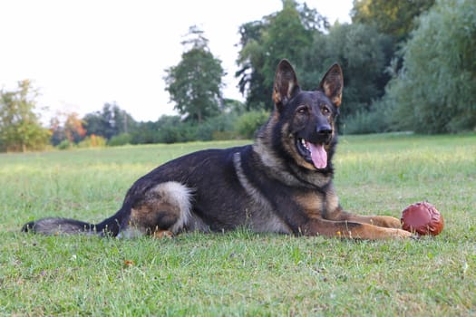 German shepherd dog lying with ball on the lawn. Horizontally.