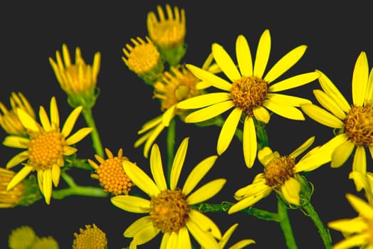 Ragwort