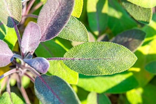Sage with dewdrops