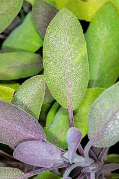 Sage with dewdrops