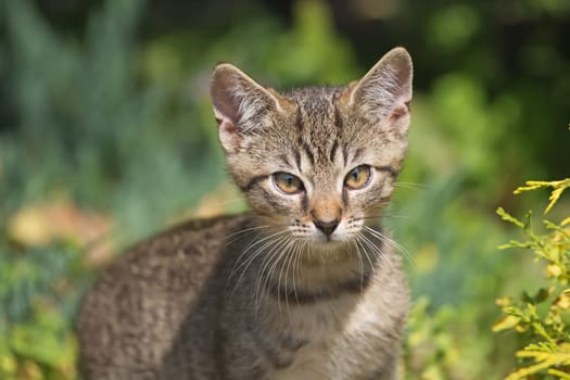 Close-up view of a gray striped kitten in outdoors