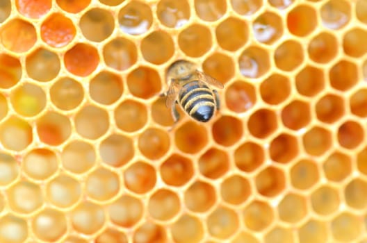 Bee on honeycomb eating honey