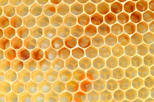 Honeycomb