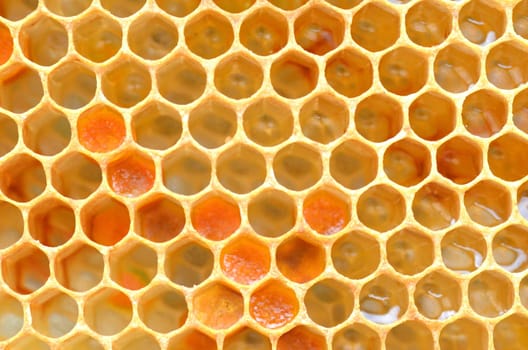 Honeycomb