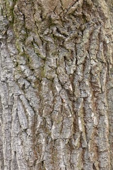 A close-up of an oak tree's bark
