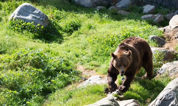 European Brown bear walking in the forests of Finland.