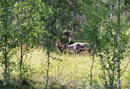 Deer in the forest with sunlight