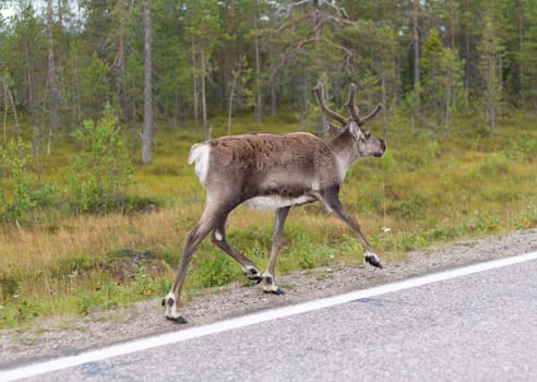 deer running along the road in northern Finland