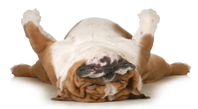 dog sleeping upside down isolated on white background - english bulldog
