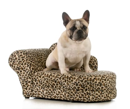 dog on couch - french bulldog sitting on dog couch isolated on white background - 8 months old