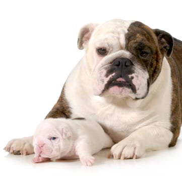 mother and puppy - english bulldog mother laying beside three week old puppy on white background