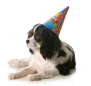 birthday dog - cavalier king charles spaniel wearing birthday hat isolated on white background