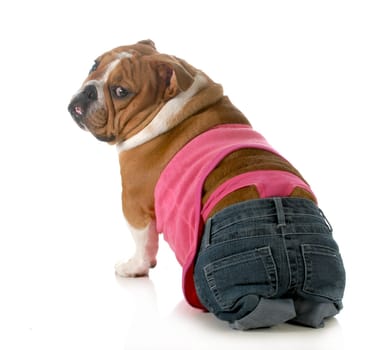 female dog wearing pink thong underwear isolated on white background - english bulldog