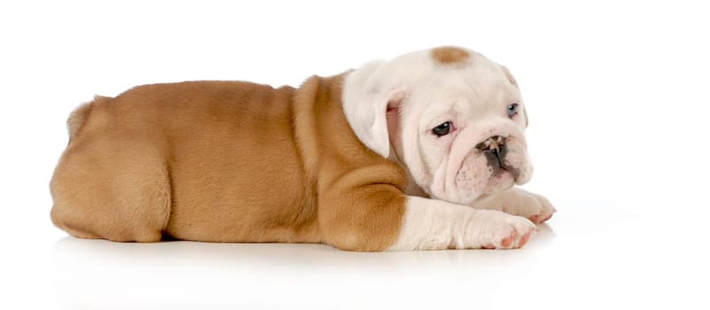 bulldog puppy laying down isolated on white background - 8 weeks old