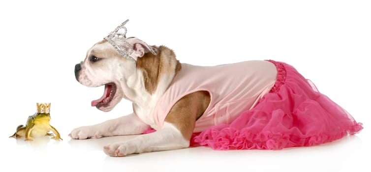 princess and a frog - english bulldog dressed up like a princess ready to kiss her handsome prince isolated on white background