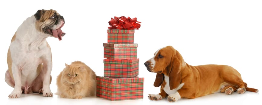 christmas pet - two dogs and a cat sitting beside a stack of presents isolated on white background