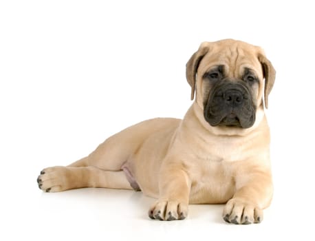 cute puppy - bullmastiff puppy laying down looking at viewer isolated on white background - 8 weeks old
