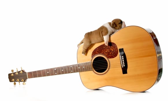 puppy sleeping on guitar - english bulldog puppy 3 weeks old
