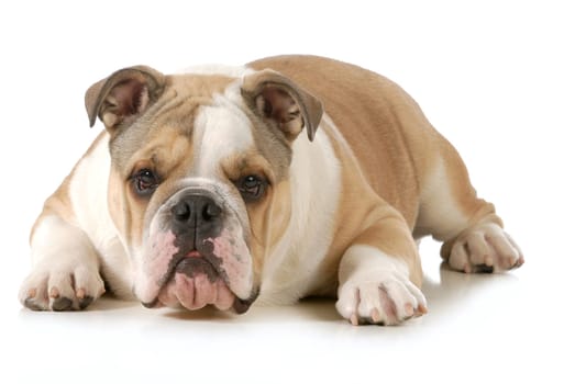 english bulldog laying down looking at viewer isolated on white background