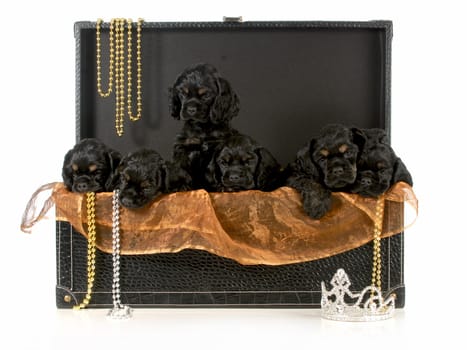 litter of puppies - treasure chest of american cocker spaniel puppies isolated on white background - 8 weeks old