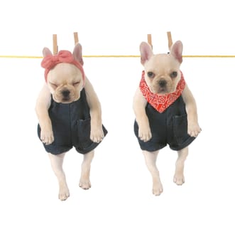 cute french bulldog puppies hanging out on the clothes line isolated on white background - 10 weeks old