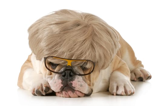 funny dog - english bulldog wearing silly wig and glasses isolated on white background