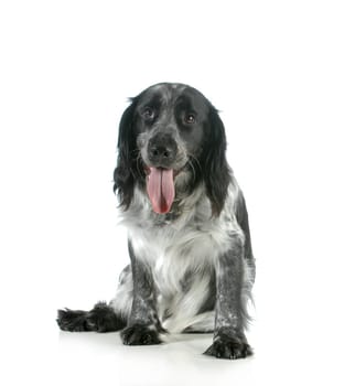 dog panting - spaniel with tongue out looking at viewer isolated on white background
