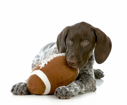 sports hound - german shorthaired pointer puppy playing with a stuffed football isolated on white background