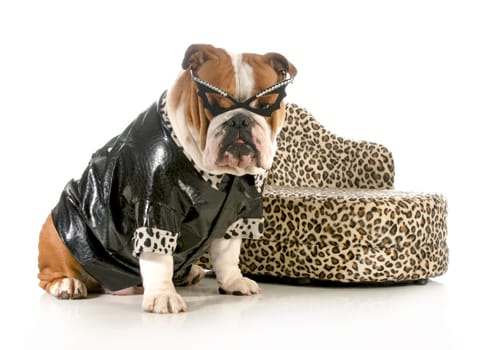 female bulldog humanized with leather coat and glasses sitting beside couch isolated on white background