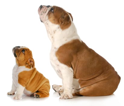 two dogs looking up - two english bulldogs sitting side profile looking upwards isolated on white background